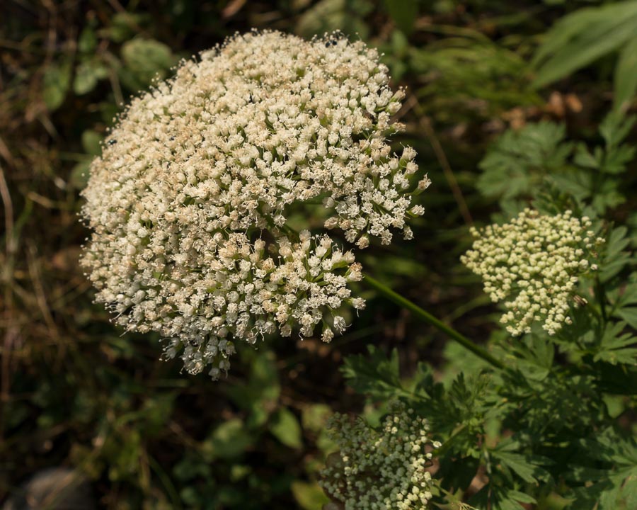 Katapsuxis silaifolia (=Cnidium silaifolium) / Carvifoglio dei boschi